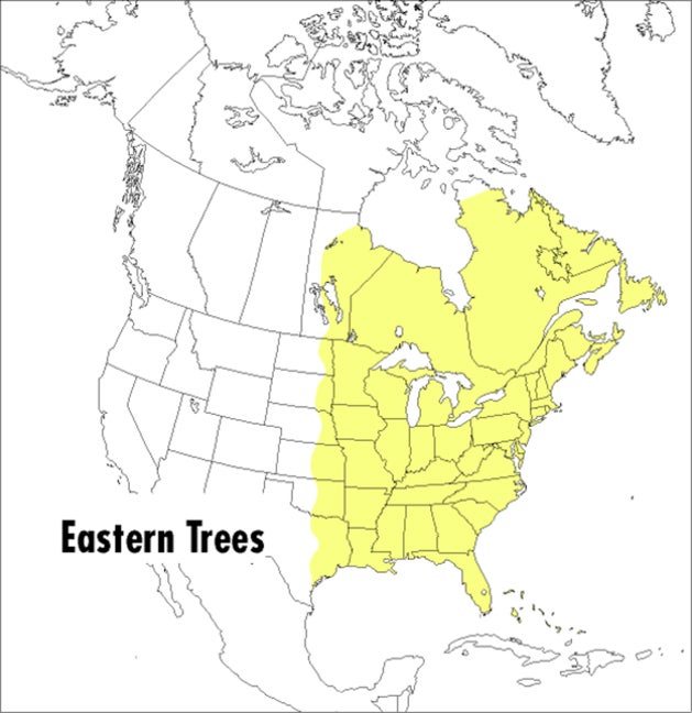 Item #126910 A Field Guide to Eastern Trees: Eastern United States and Canada, Including the...